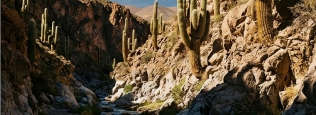 Valle los cactus