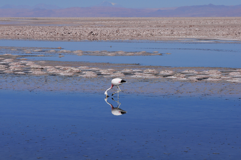 Salar de Atacama · Laguna Chaxa