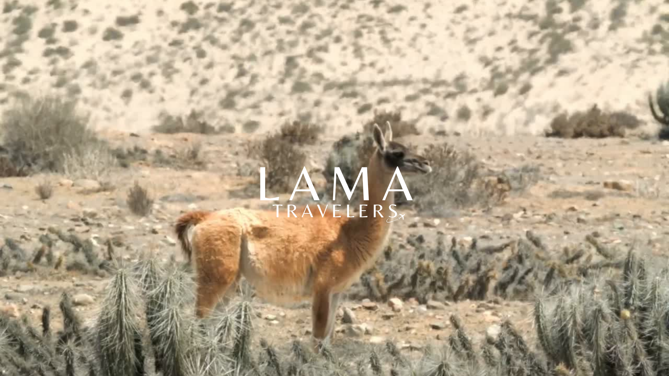 Caminata de Llamas