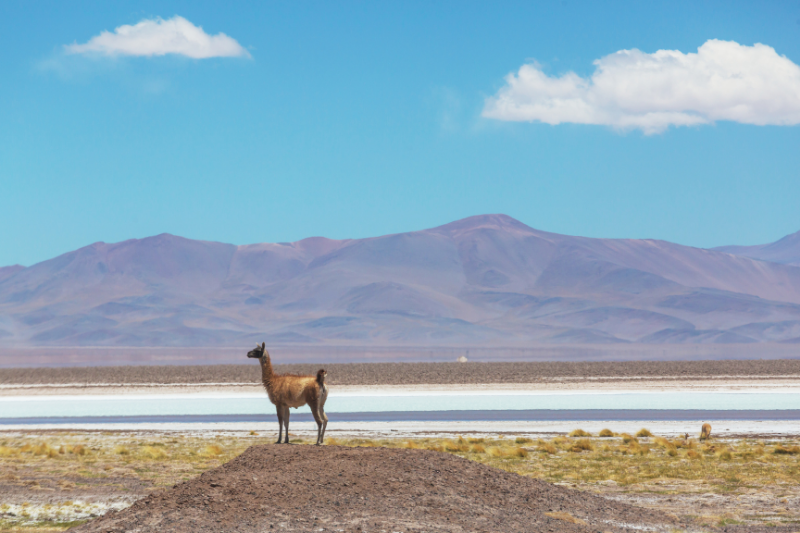 Caminata de Llamas